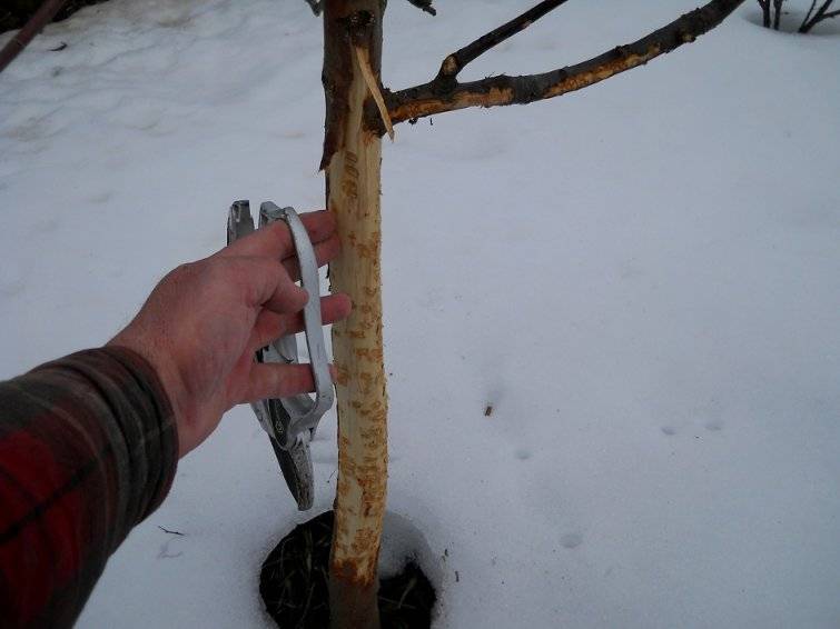 Как спасти яблони от грызунов?