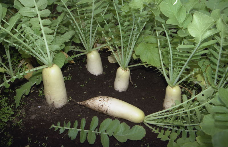 Редька дайкон: посадка и уход