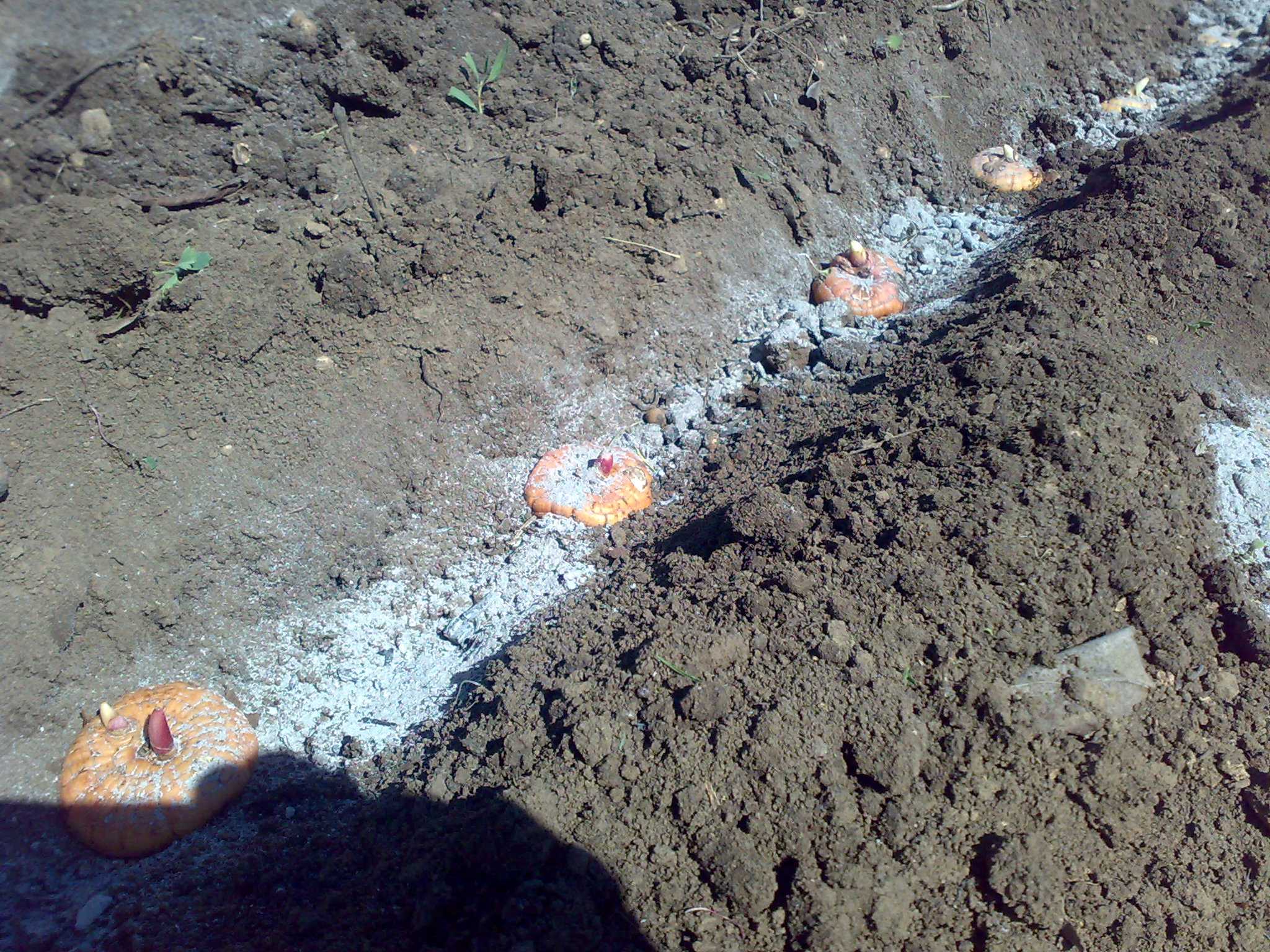 Выращивание и уход за гладиолусами