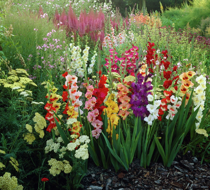 Выращивание и уход за гладиолусами