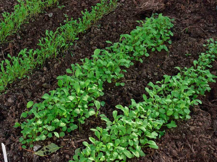 Посадка рукколы в открытый грунт