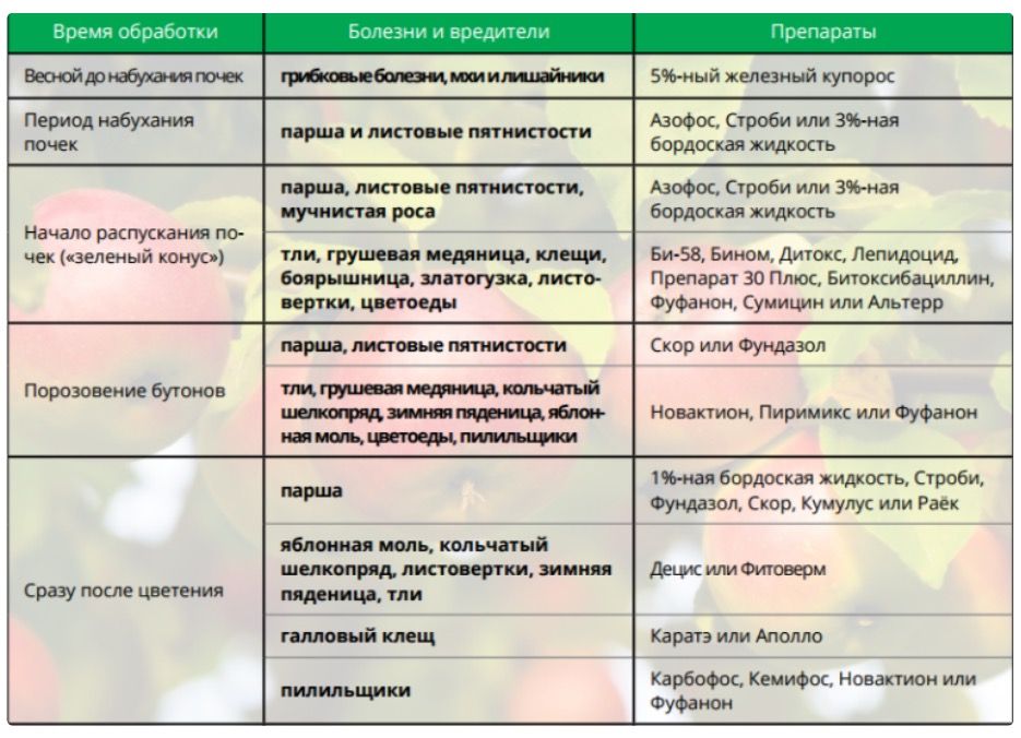 Обработка груши весной