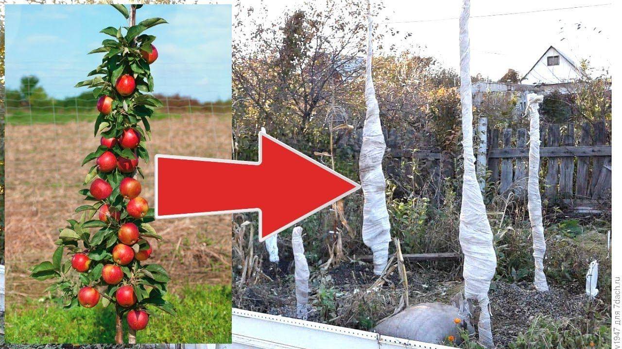 Выращивание колоновидной яблони