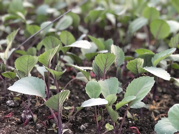 Выращивание краснокочанной капусты