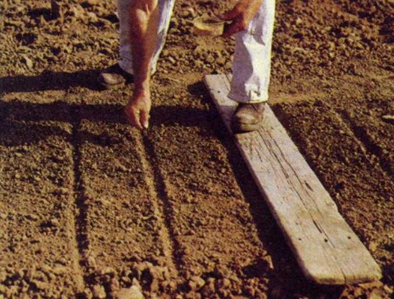 Выращивание и уход за морковью