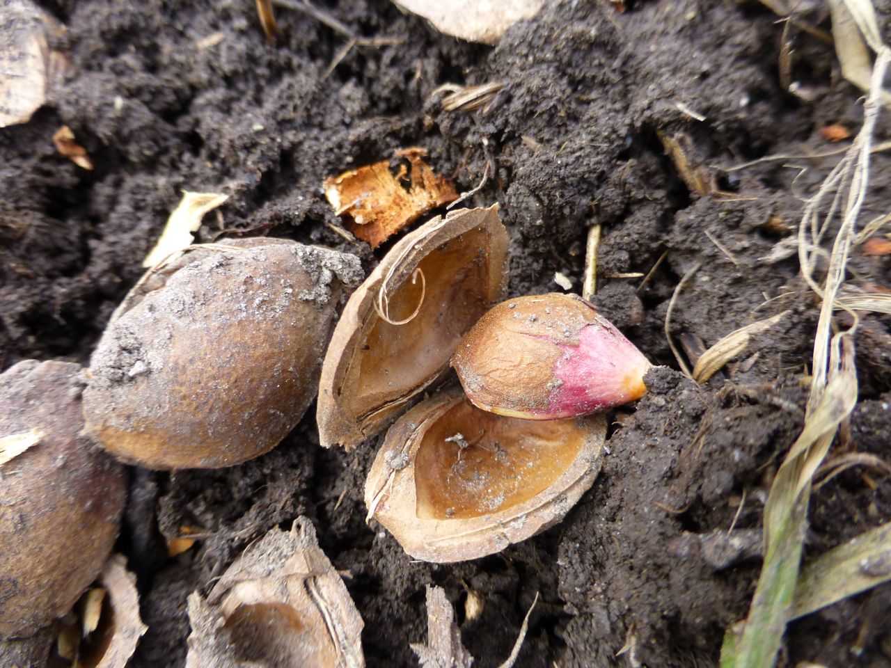 Как вырастить абрикос из косточки?