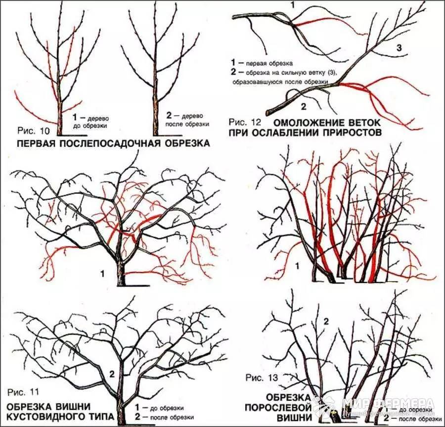 Обрезка вишни весной: лучшие советы от опытного садовода