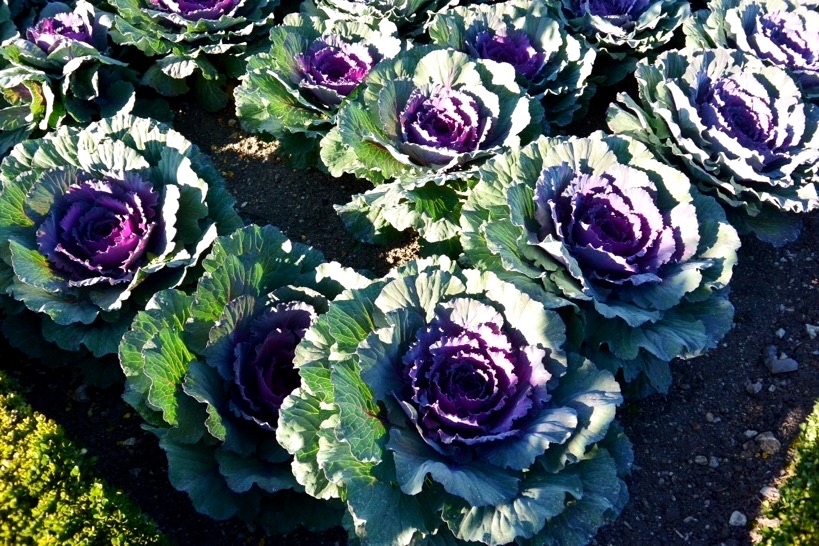 Выращивание краснокочанной капусты