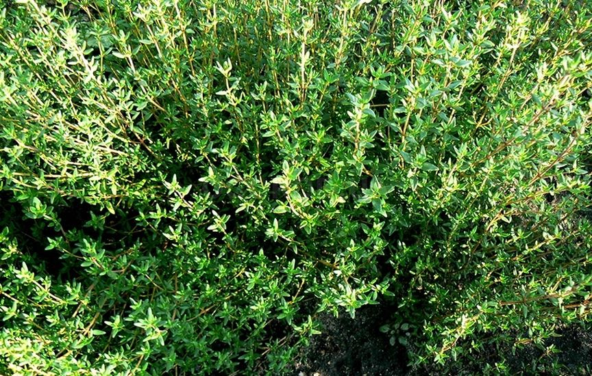 Посадка чабреца семенами: доступное и увлекательное занятие для любителей растений