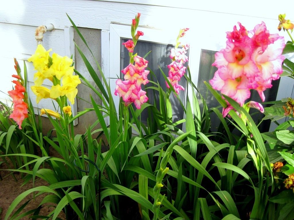Выращивание и уход за гладиолусами