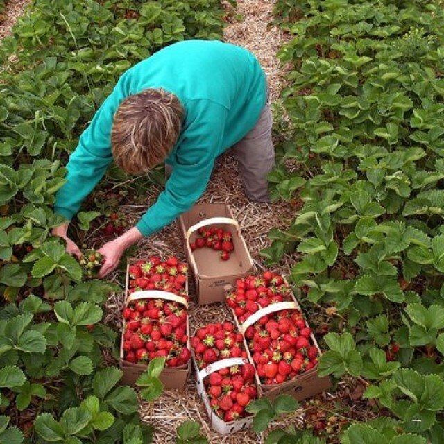 Как ухаживать за клубникой: секреты успешного выращивания