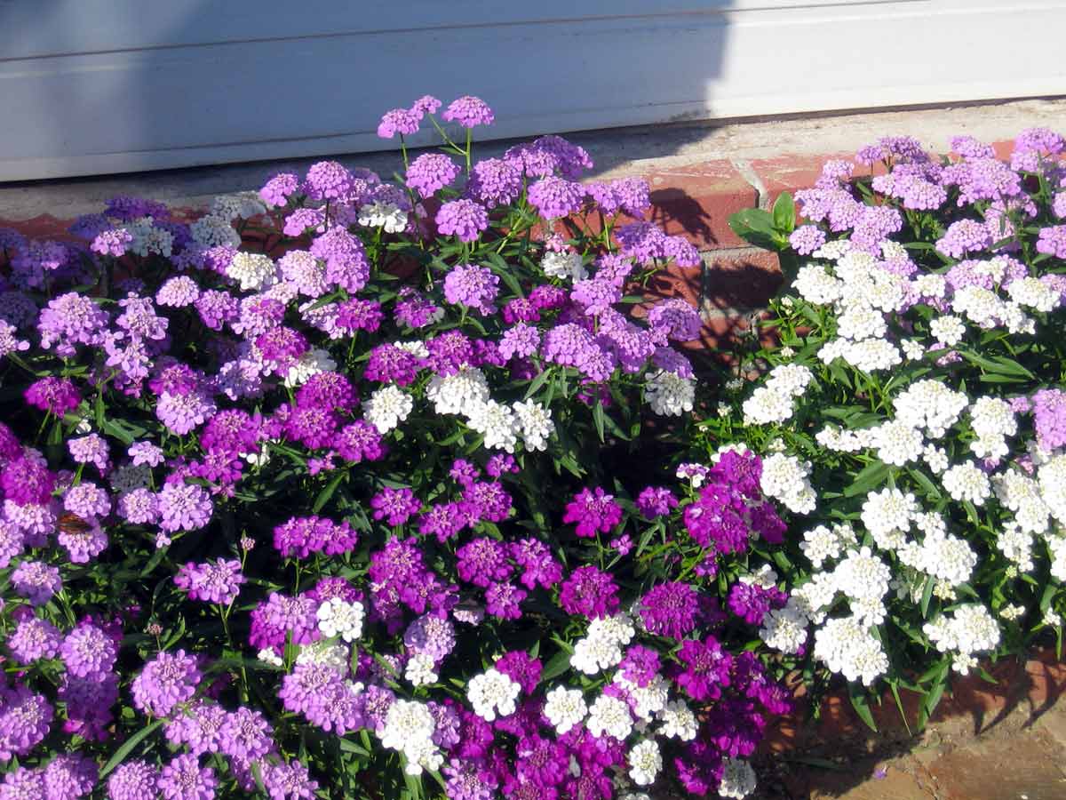 Иберис - посадка и уход