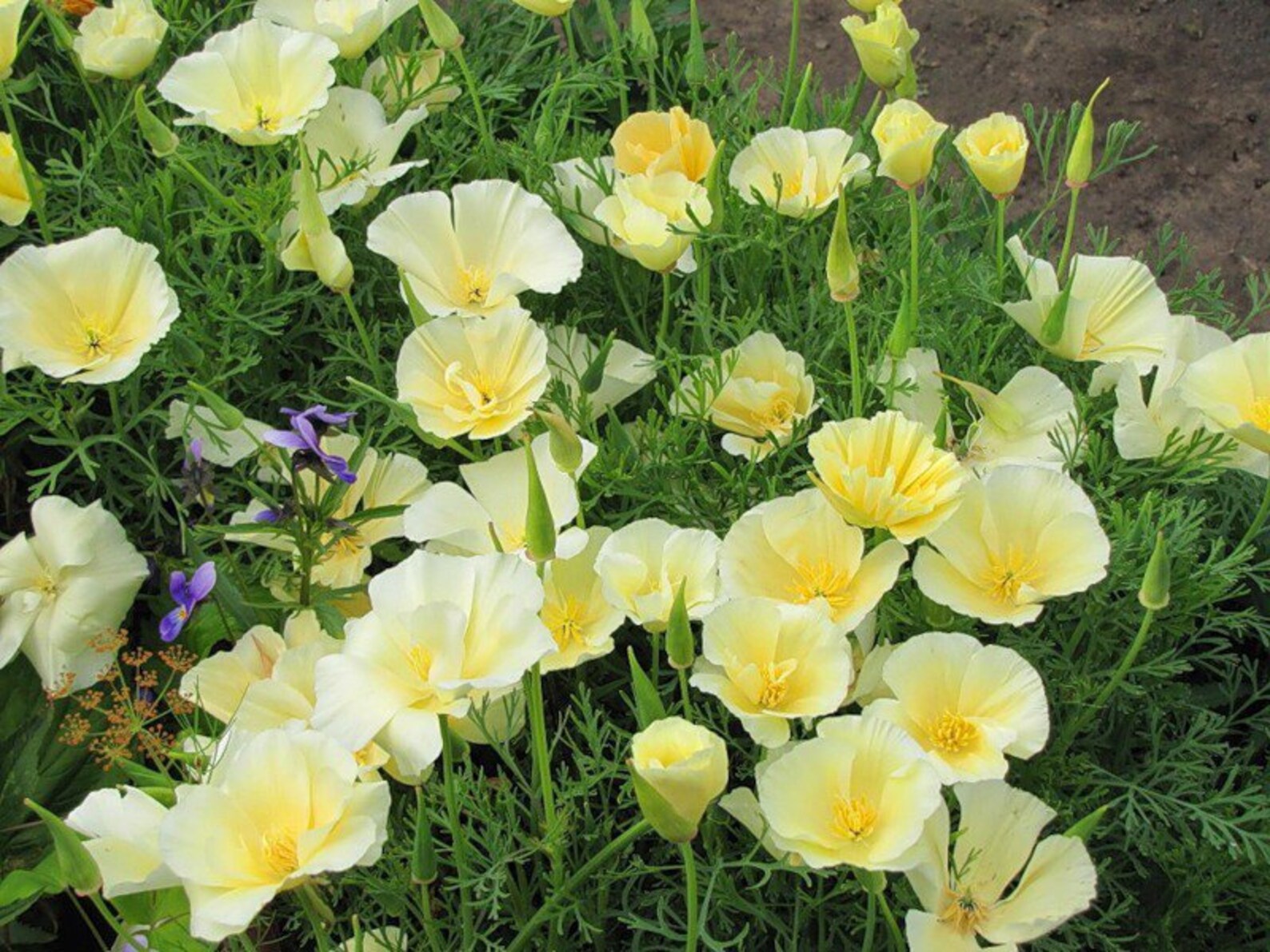 Выращивание эшшольции