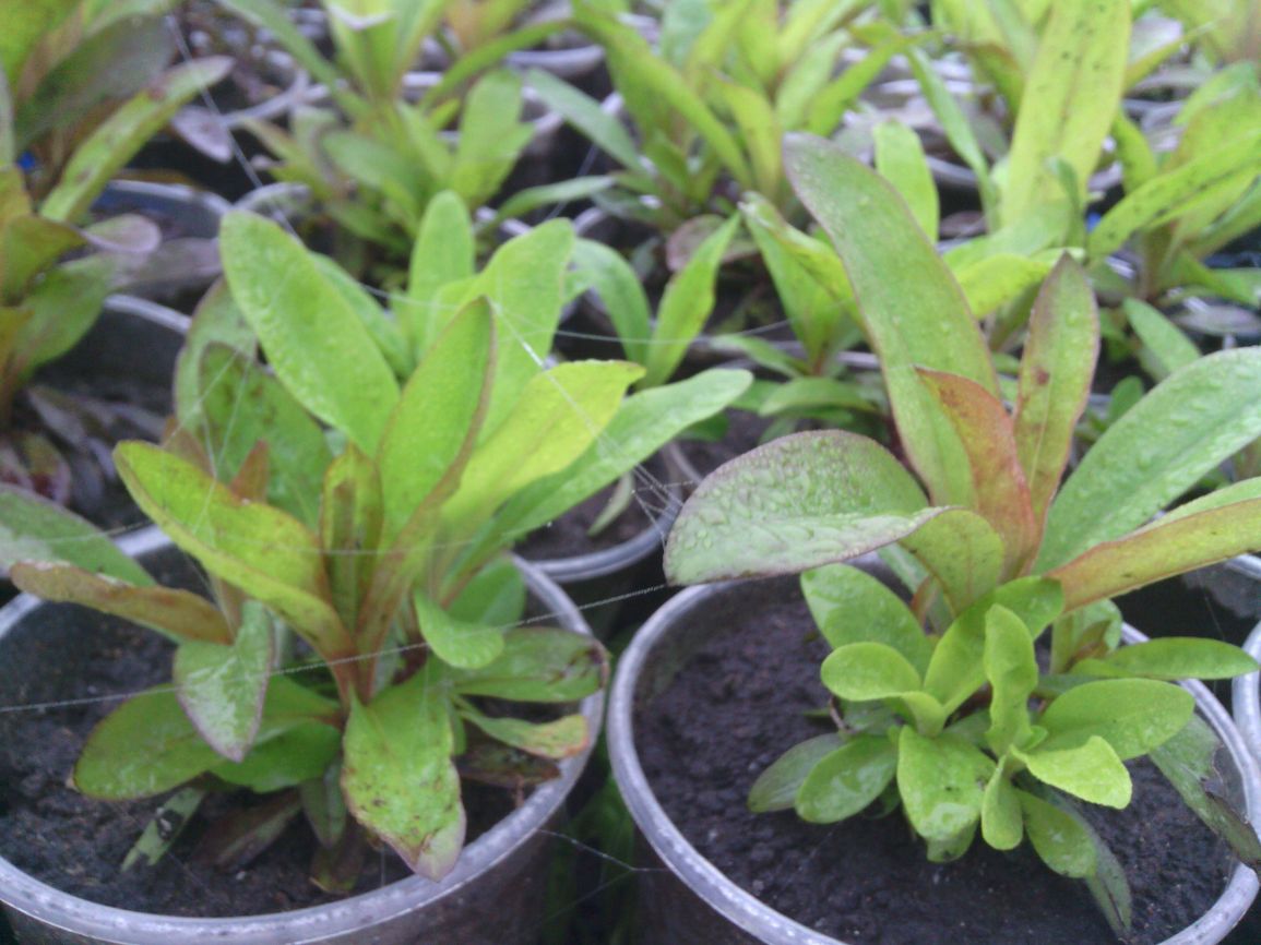 Выращивание альпийской астры семенами