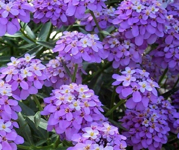 Иберис - посадка и уход