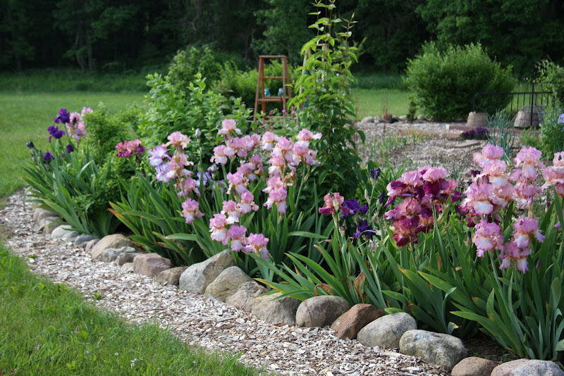 Ирисы в ландшафтном дизайне