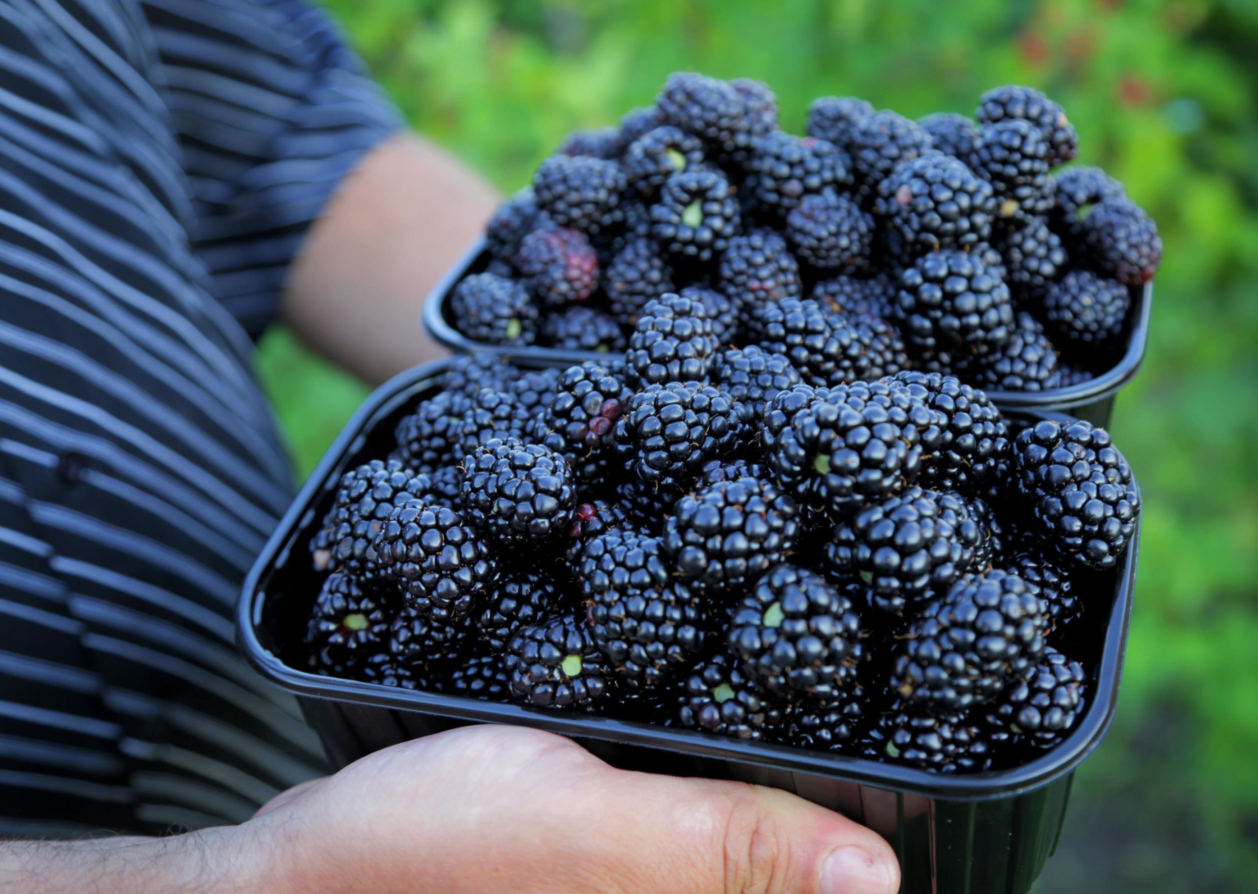 Уход за ежевикой: как вырастить и собрать вкусные ягоды