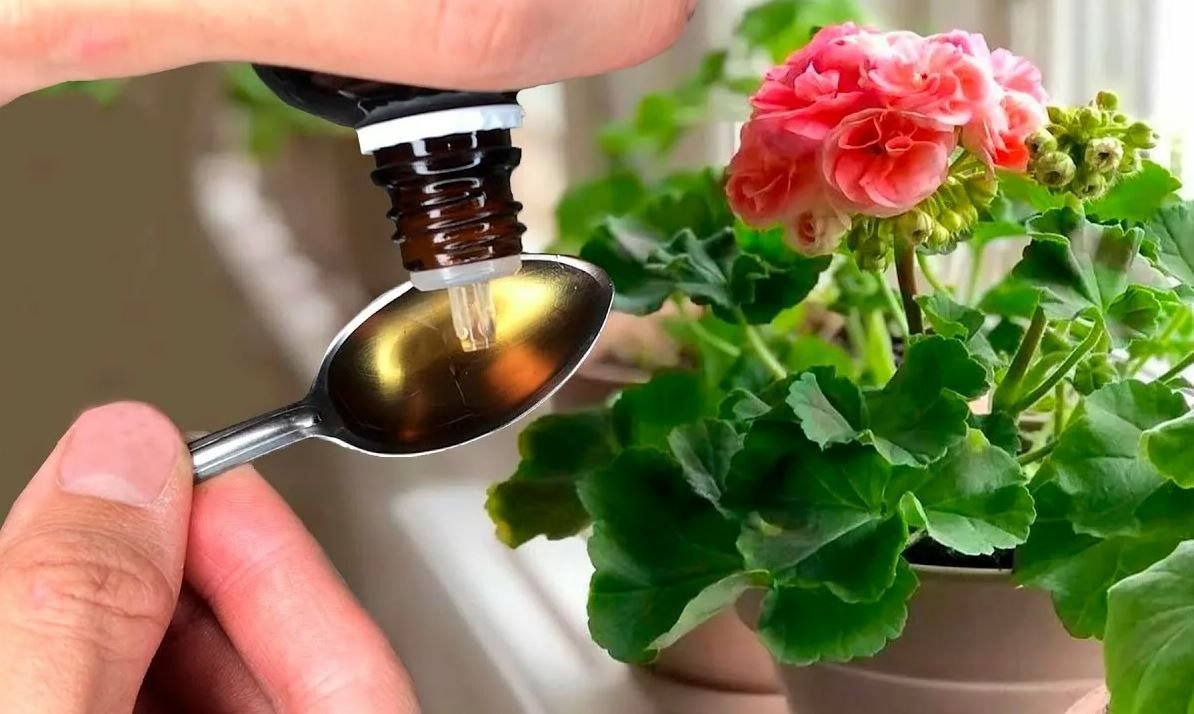 Как улучшить уход за геранью?