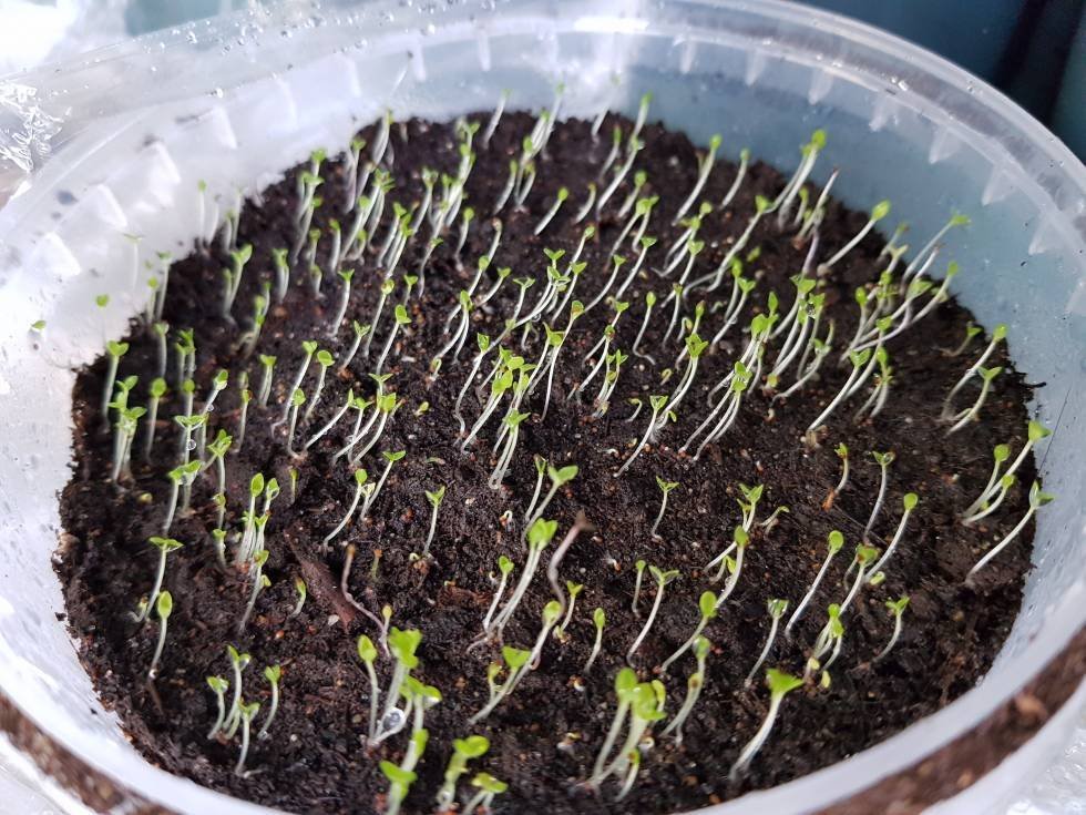 Выращивание и уход за петунией