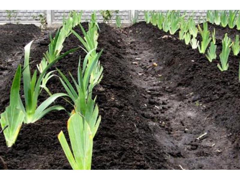 Посадка ирисов на даче: секреты успешного выращивания