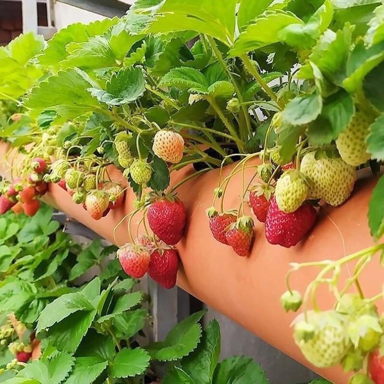 Выращивание клубники в трубах ПВХ