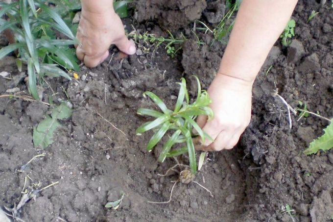 Посадка лилий весной: секреты и рекомендации