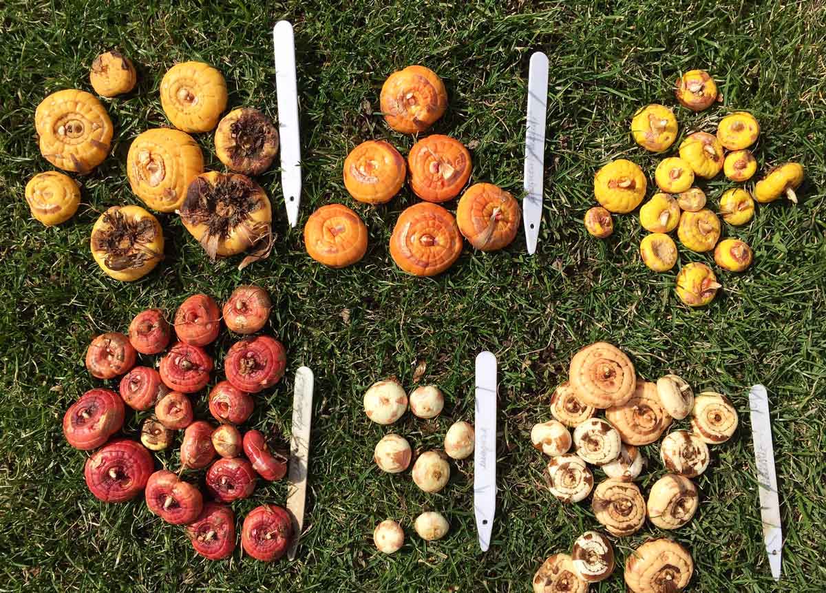 Уход за гладиолусами осенью