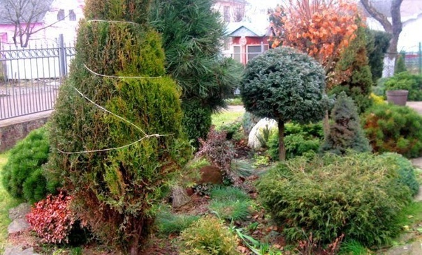 Подготовка к зиме хвойных растений