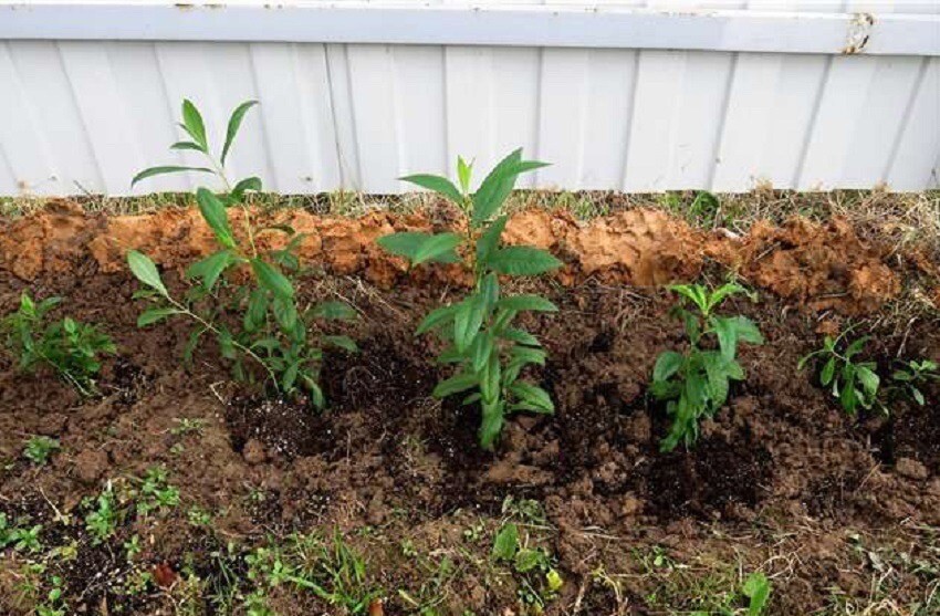 Выращивание многолетних флоксов