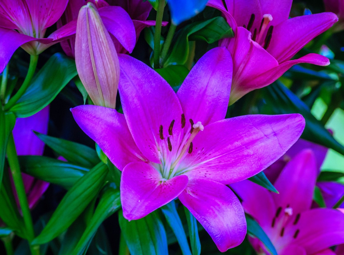 Посадка лилий весной: секреты и рекомендации