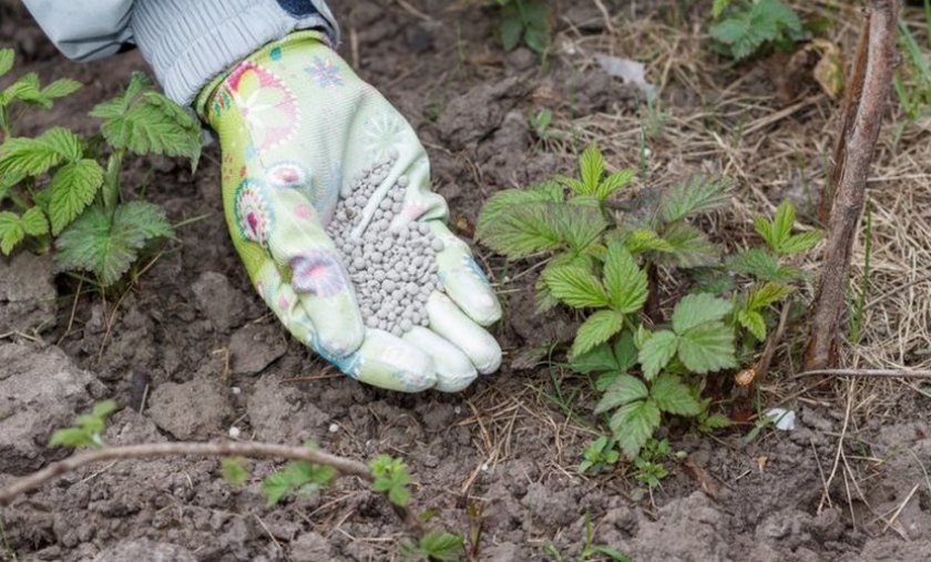 Подкормка малины весной
