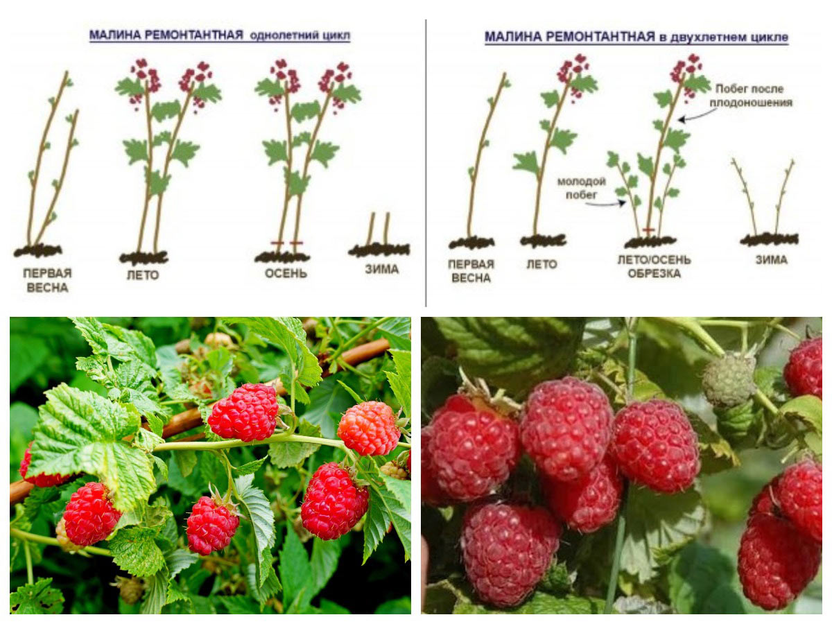 Уход за ремонтантной малиной