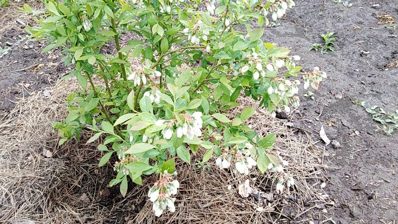 Подкормка голубики весной