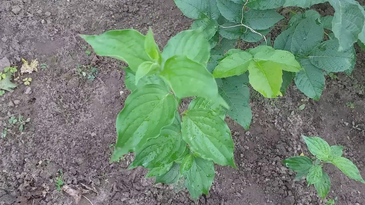 Посадка кизила семенами весной