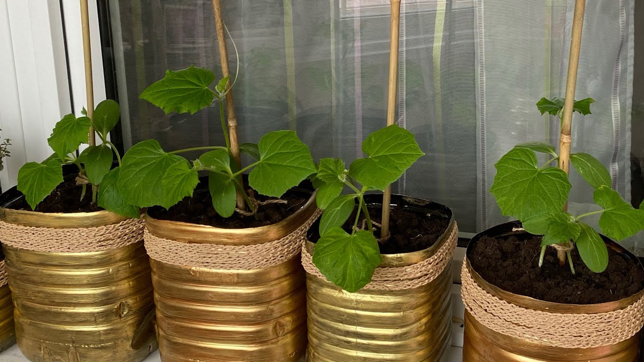 Выращивание огурцов на балконе