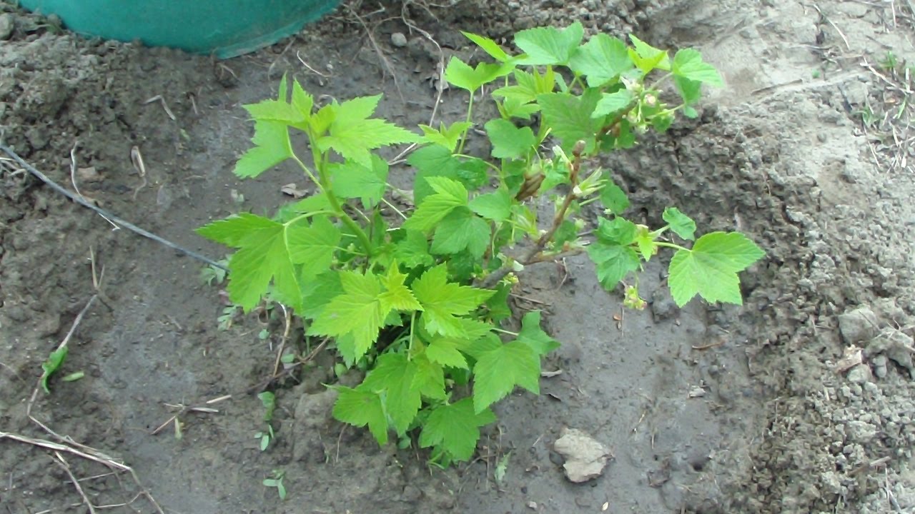Секреты размножения смородины черенками весной