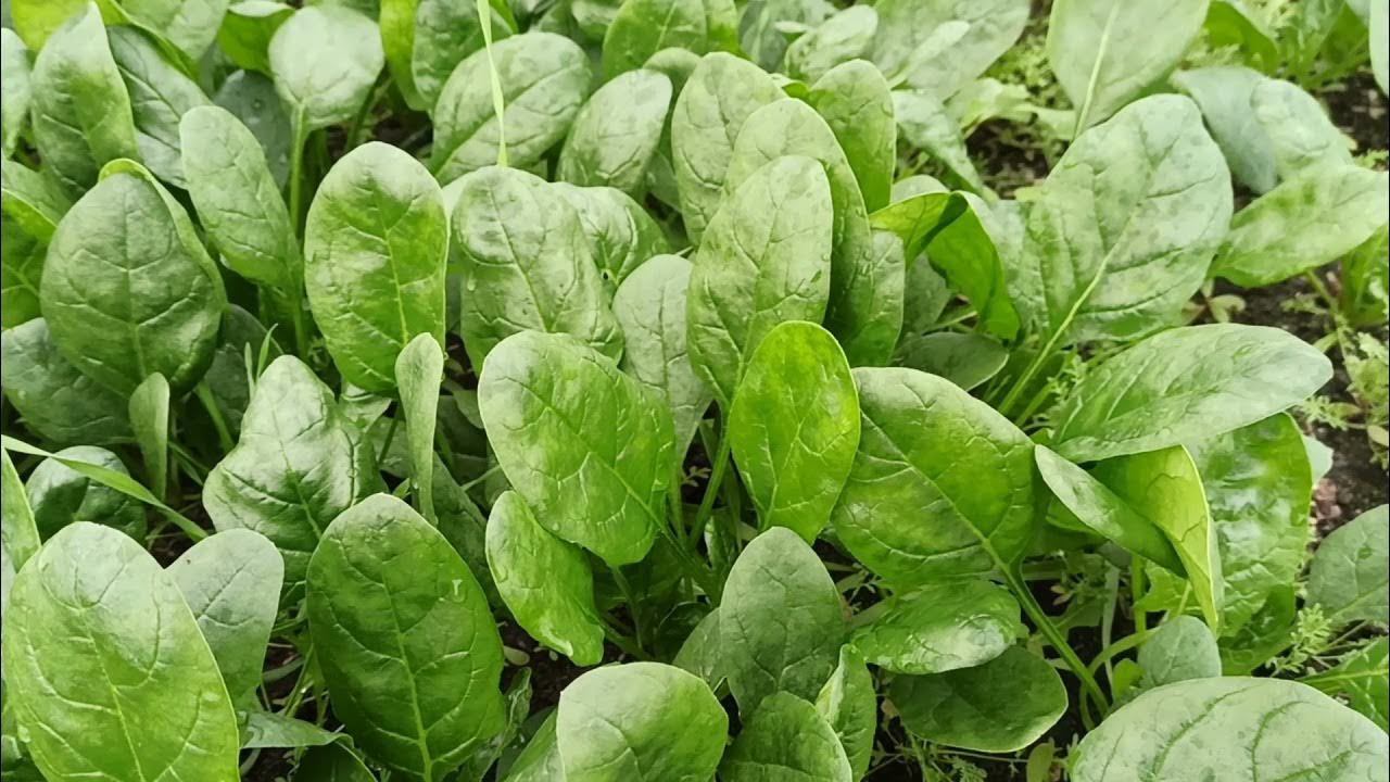 Шпинат: выращивание и уход