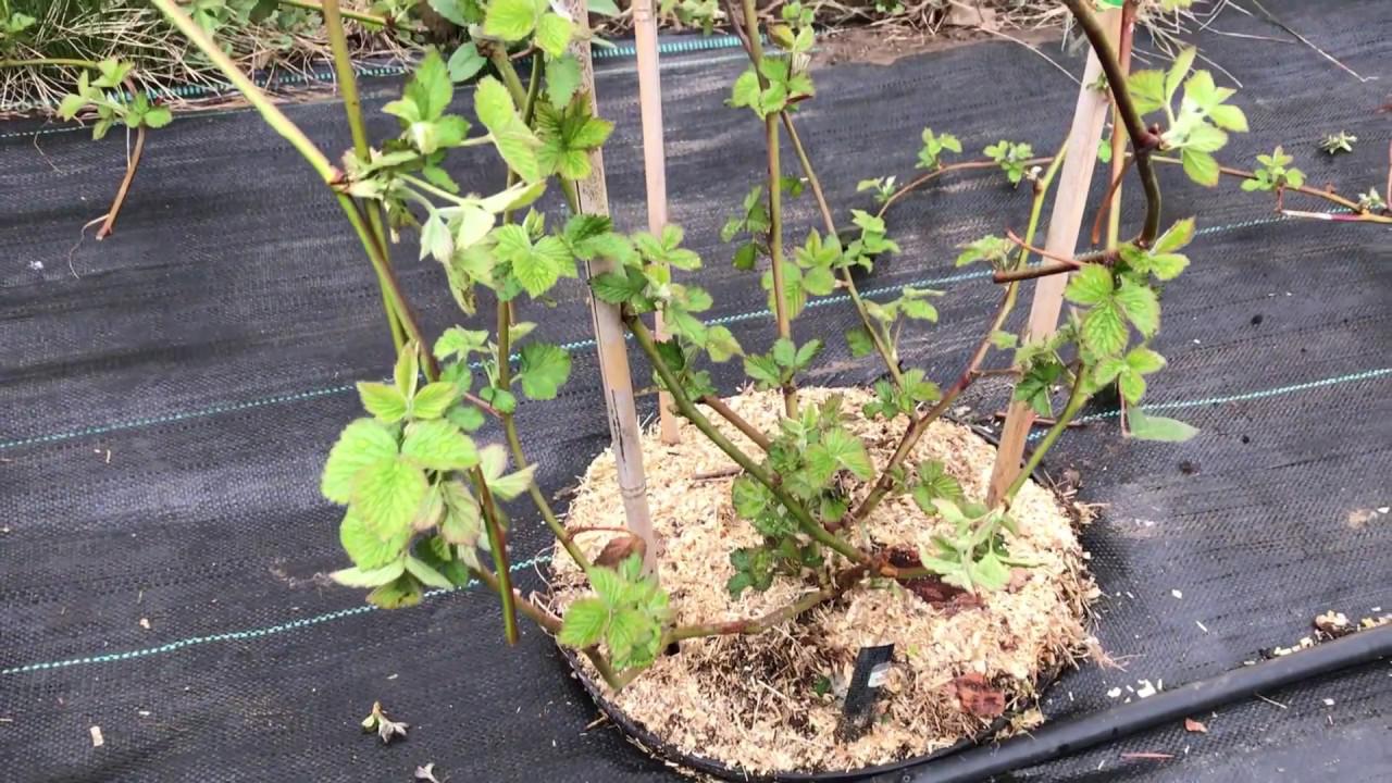 Уход за ежевикой: как вырастить и собрать вкусные ягоды