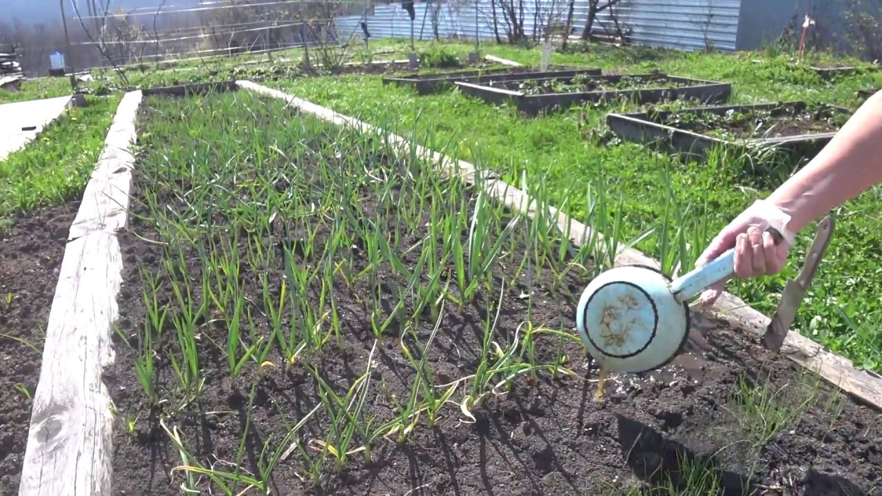 Подкормка чеснока весной: лучшие способы и рекомендации