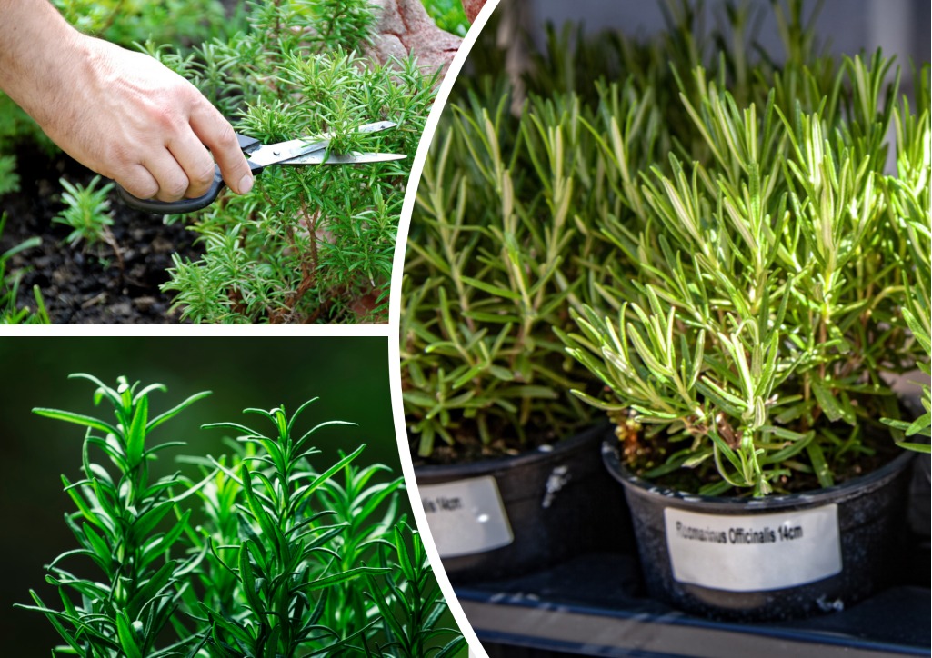 Розмарин: выращивание и уход