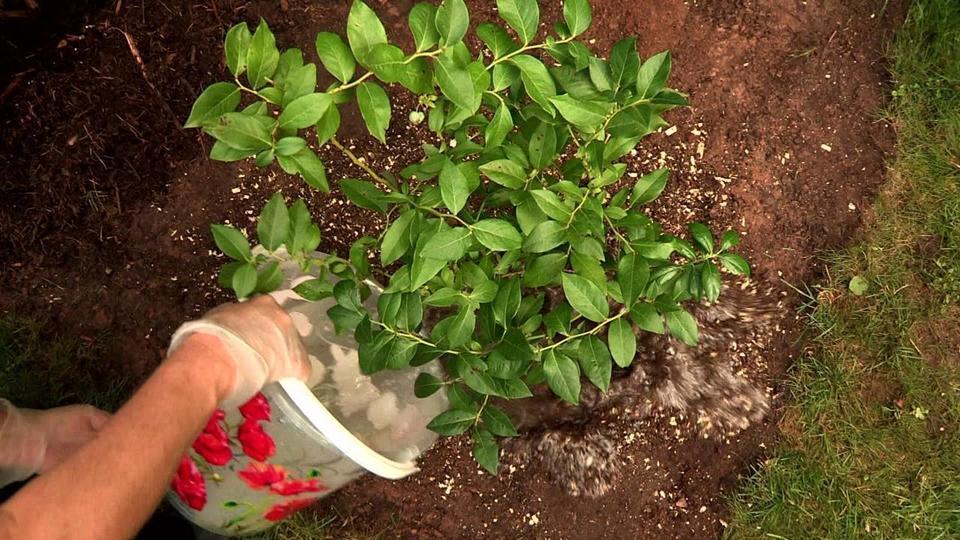 Подкормка голубики весной