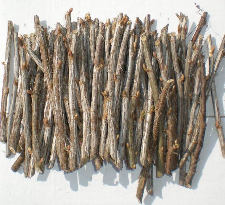 Секреты размножения смородины черенками весной