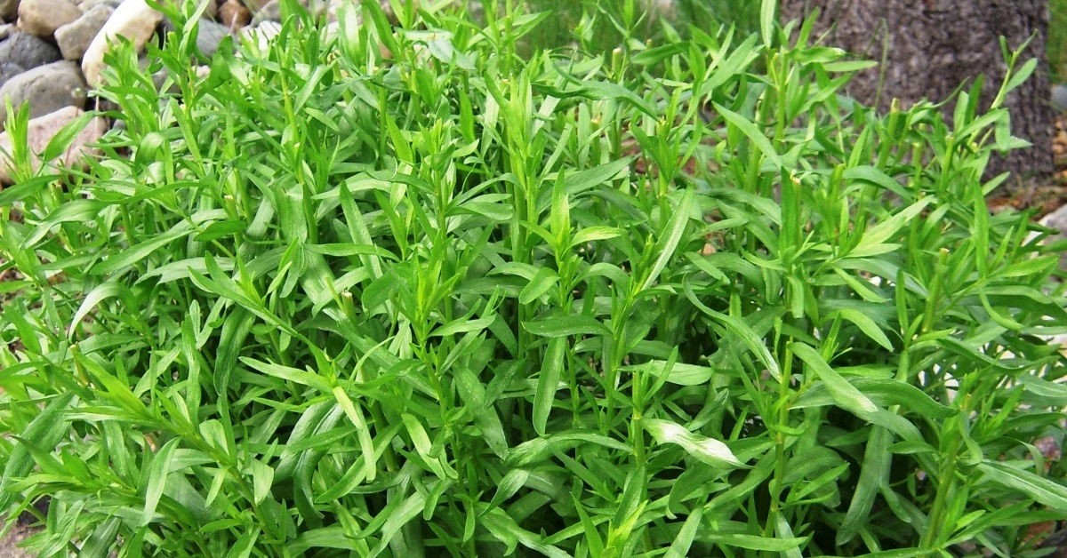 Выращивание и уход за эстрагоном (тархуном)