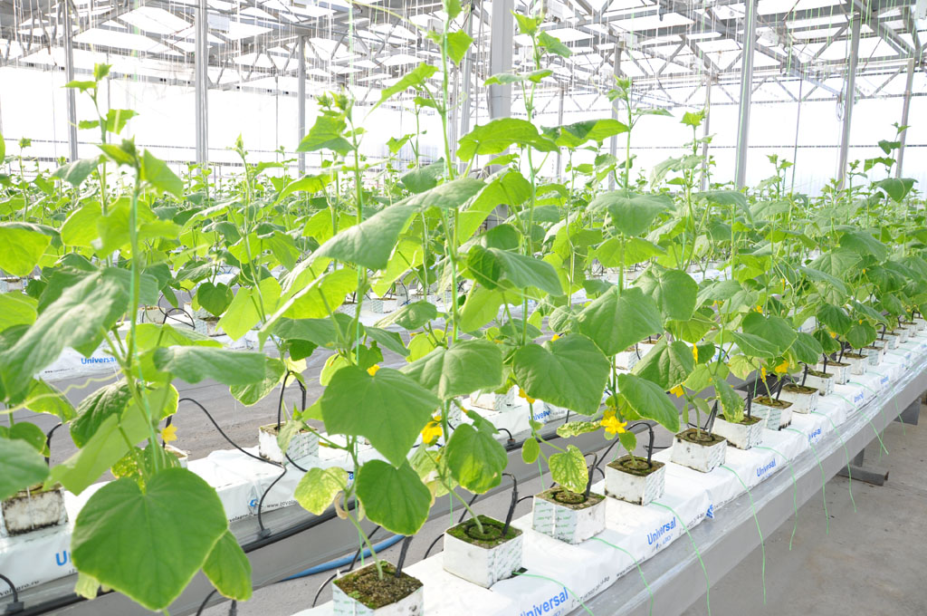 Виды грядок для огурцов: выберите самый подходящий вариант