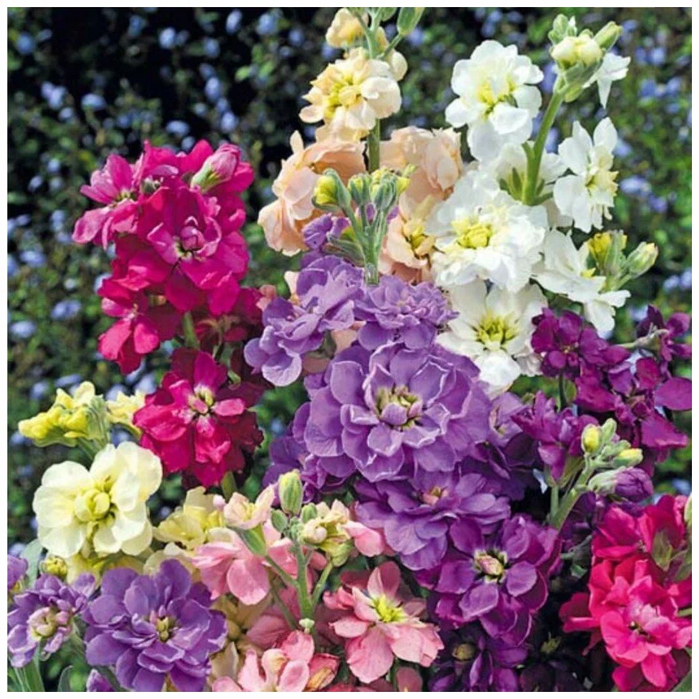 Левкой. Выращивание и уход