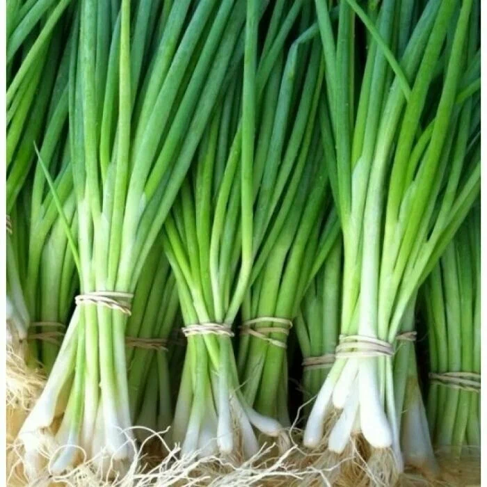 Лук-батун. Выращивание и уход