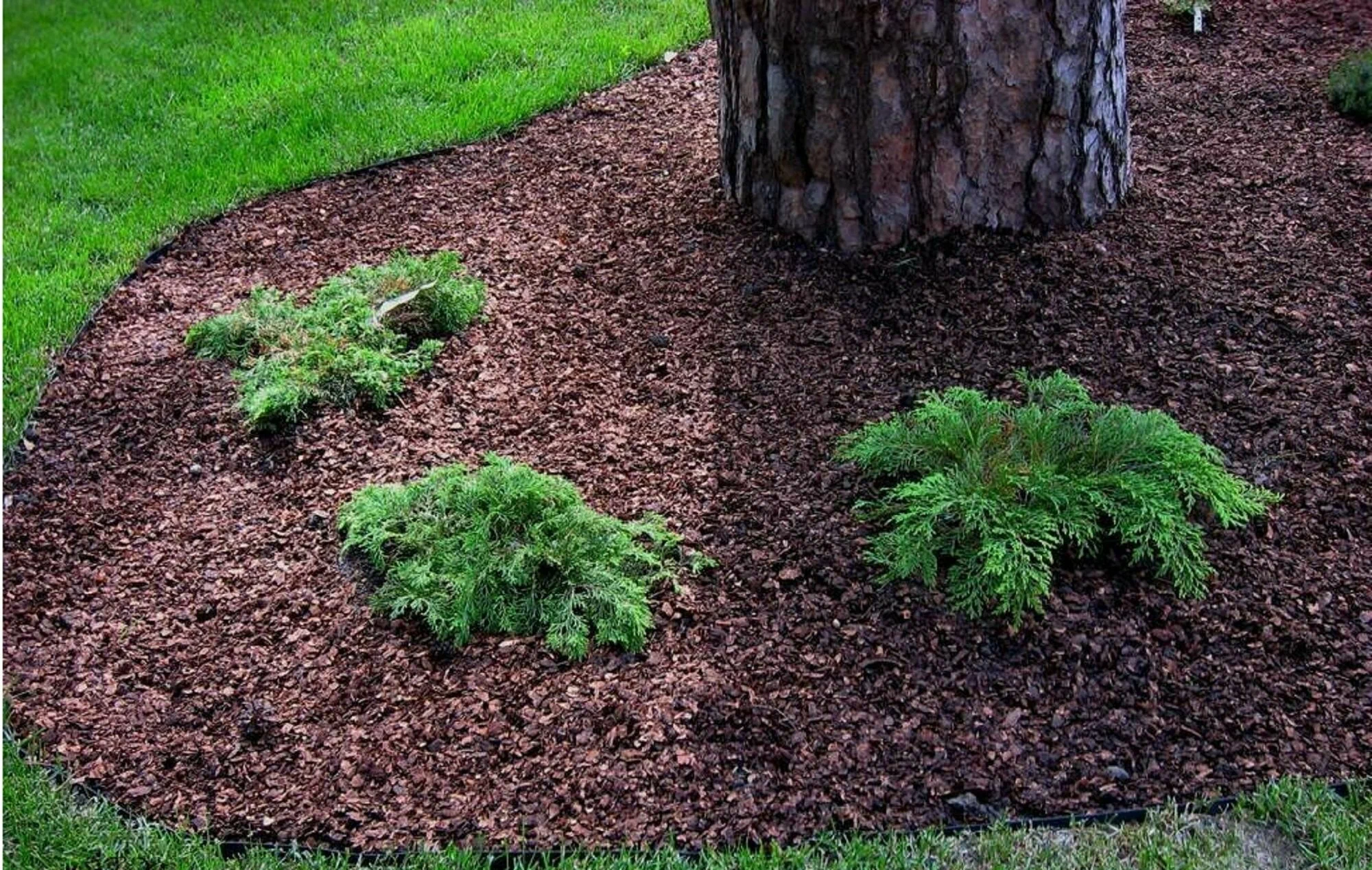 Декоративная щепа в ландшафтном дизайне