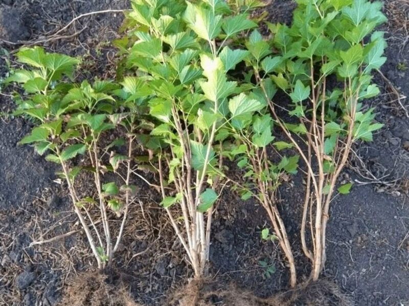 Правильная пересадка смородины