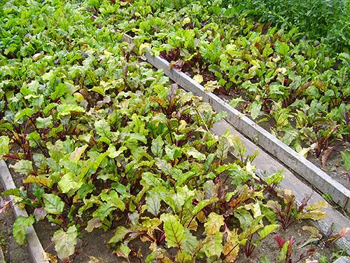 Как выращивать свеклу в теплице?