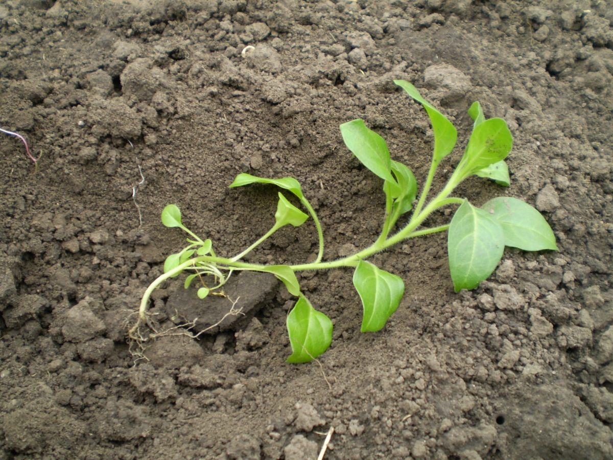 Посадка рассады петунии в открытый грунт